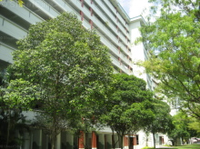 Blk 234 Ang Mo Kio Avenue 3 (Ang Mo Kio), HDB 4 Rooms #48132